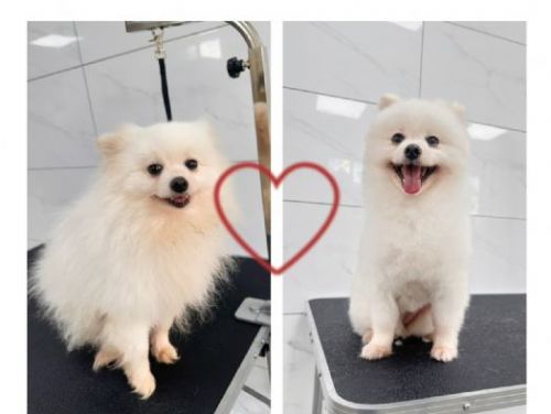 浪犬也能變明星！苗栗動保園區導入專業寵物美容服務，讓毛孩展現自信迎向幸福新家
